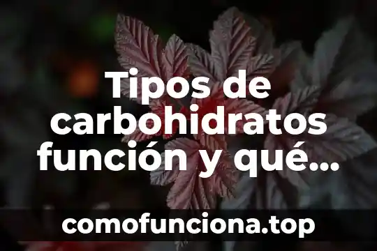 Que es un circuito de funcion motriz 5 Tipos de carbohidratos función y qué es en producción animal